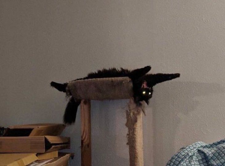 Mascotas Que Lucen Espeluznantes
