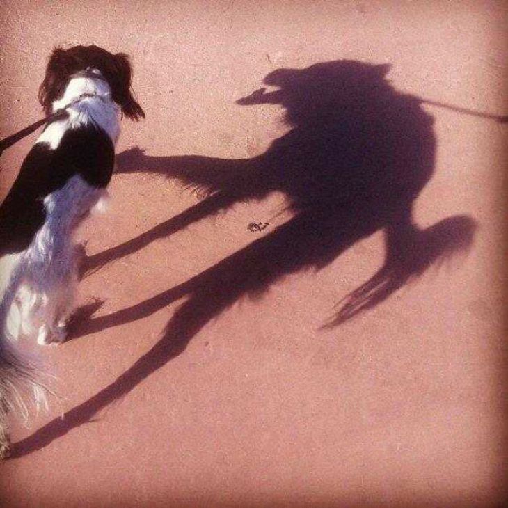 Mascotas Que Lucen Espeluznantes