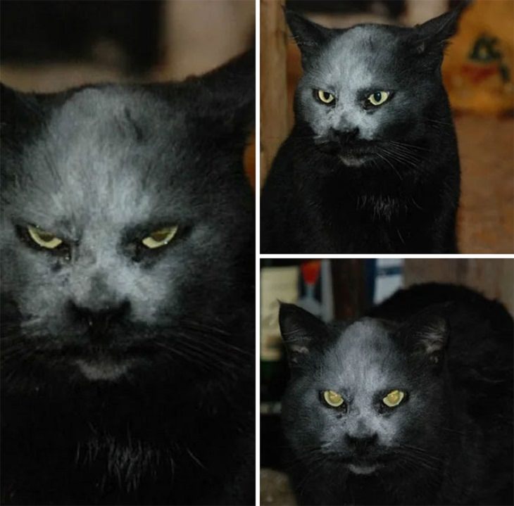 Mascotas Que Lucen Espeluznantes
