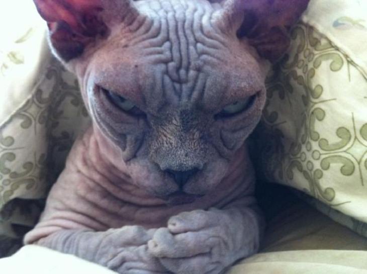 Mascotas Que Lucen Espeluznantes