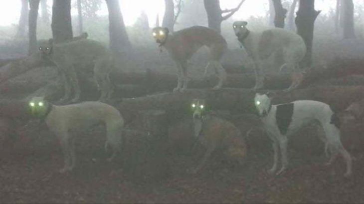 Mascotas Que Lucen Espeluznantes