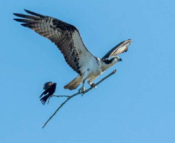 Pájaros Divertidos