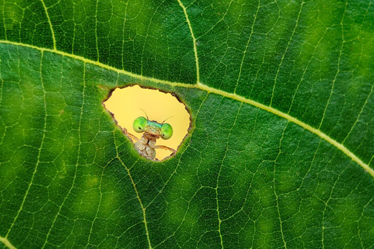 Concurso Fotografía De La Naturaleza inFocus