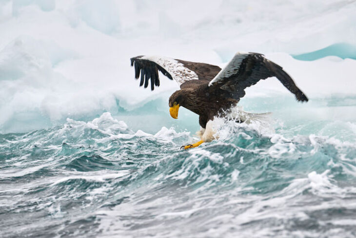 Concurso Fotografía De La Naturaleza inFocus