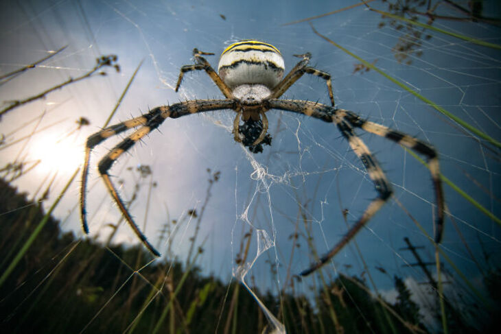 Concurso Fotografía De La Naturaleza inFocus