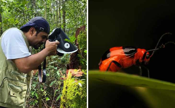 Insectos De Indonesia