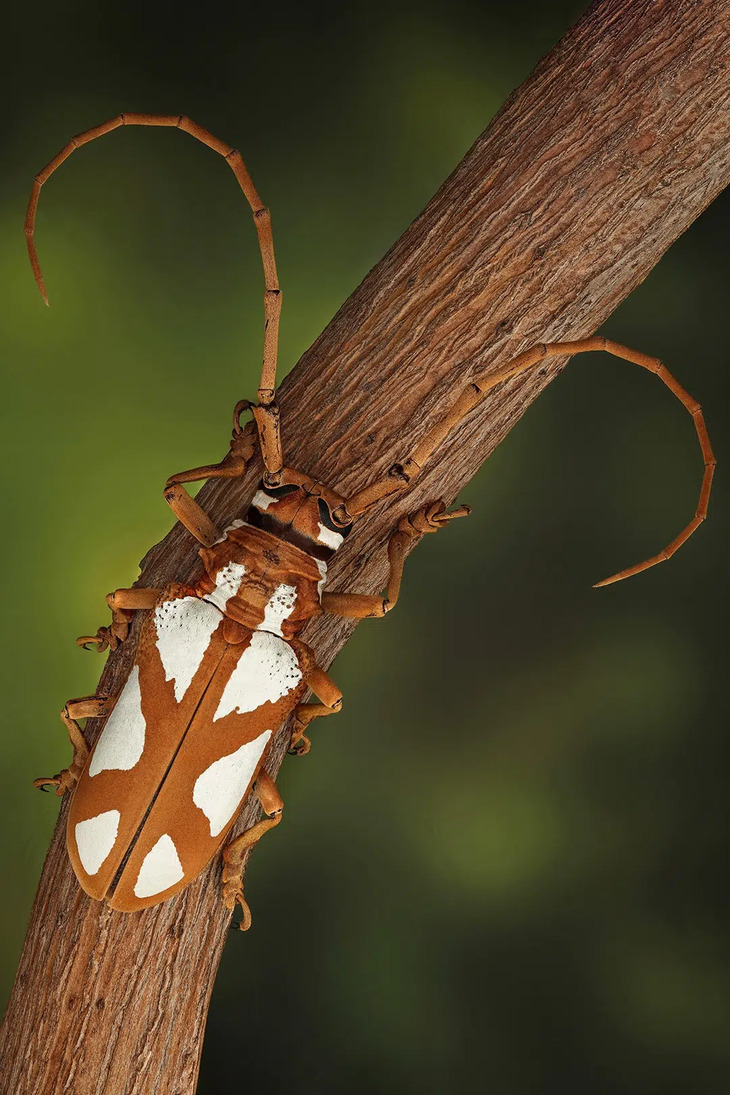 Insectos De Indonesia