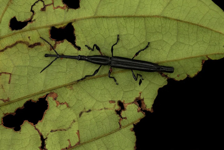 Insectos De Indonesia