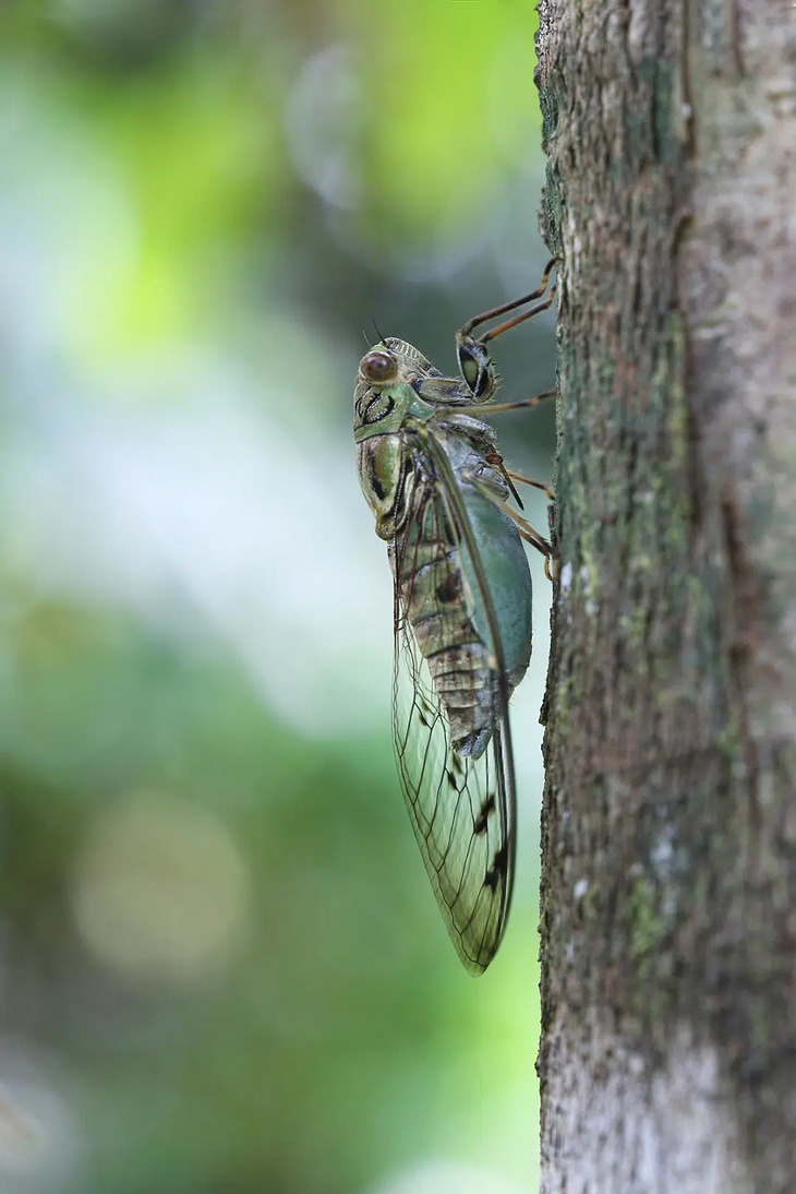 Insectos De Indonesia