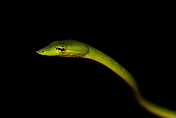 Insectos De Indonesia