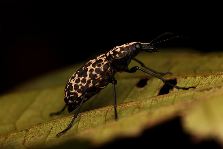 Insectos De Indonesia