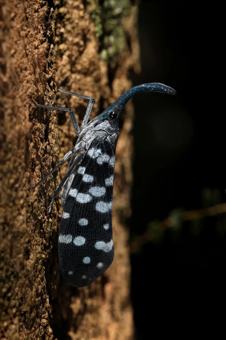 Insectos De Indonesia