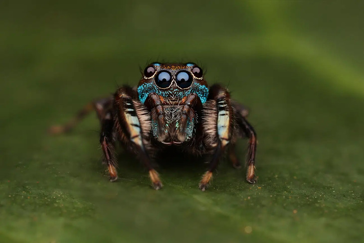 Insectos De Indonesia