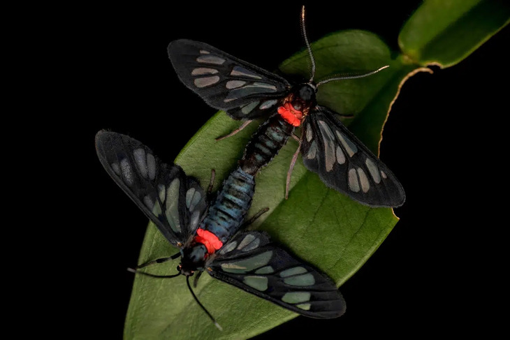 Insectos De Indonesia