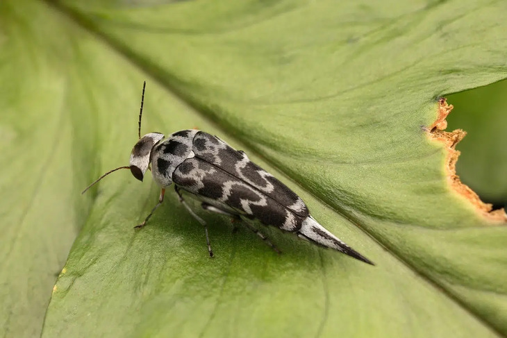 Insectos De Indonesia