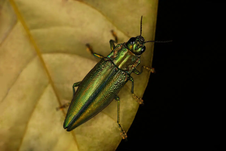 Insectos De Indonesia