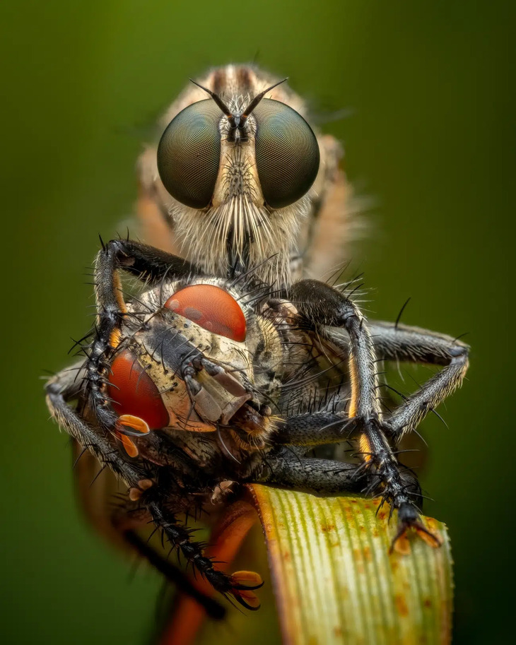  Concurso De Fotografía De Primeros Planos