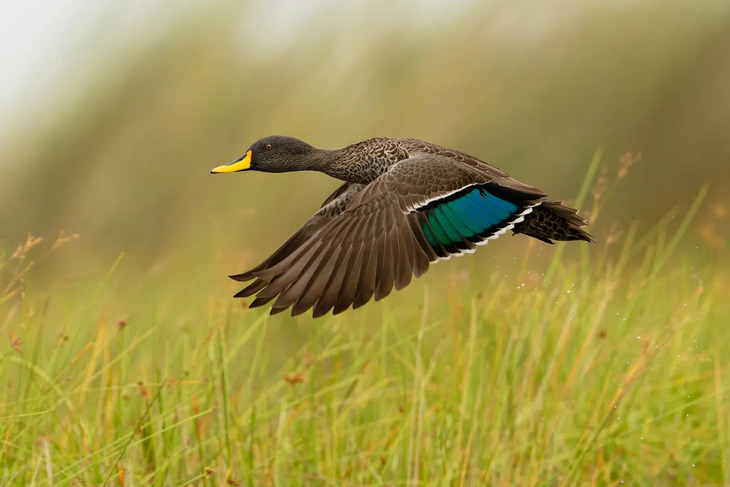 Fotografías De Aves