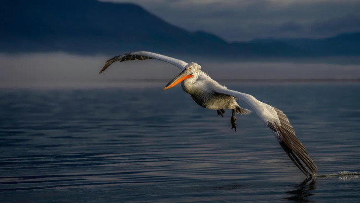 Fotografías De Aves