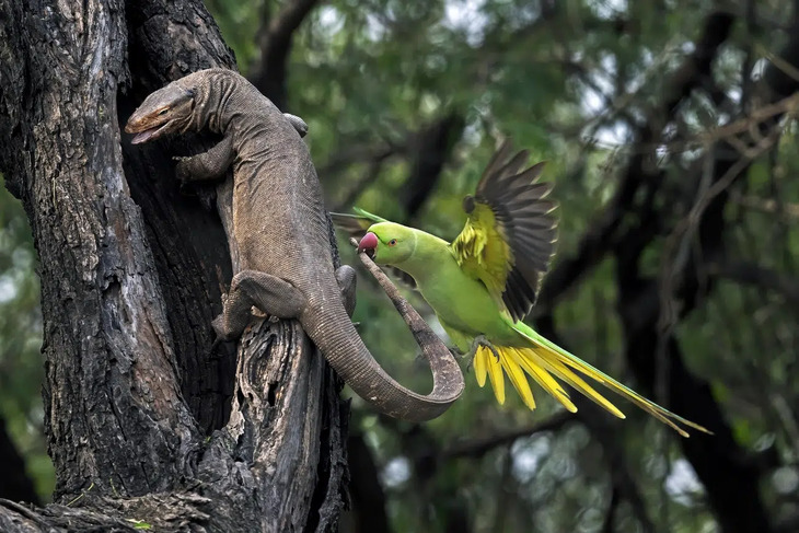 Fotografías De Aves