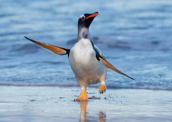 Fotografías De Aves