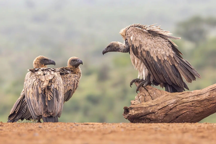 Fotografías De Aves