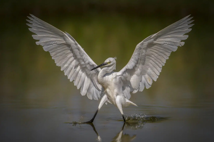 Fotografías De Aves