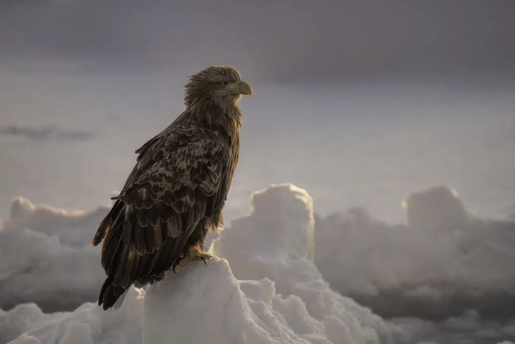 Fotografías De Aves