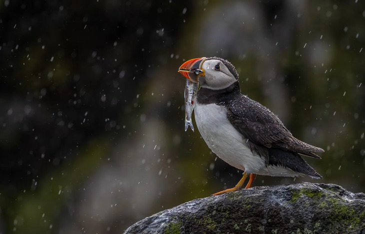 Fotografías De Aves