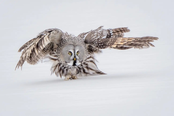 Fotografías De Aves