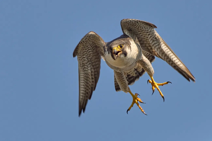 Fotografías De Aves