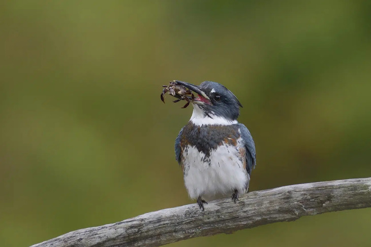 Fotografías De Aves