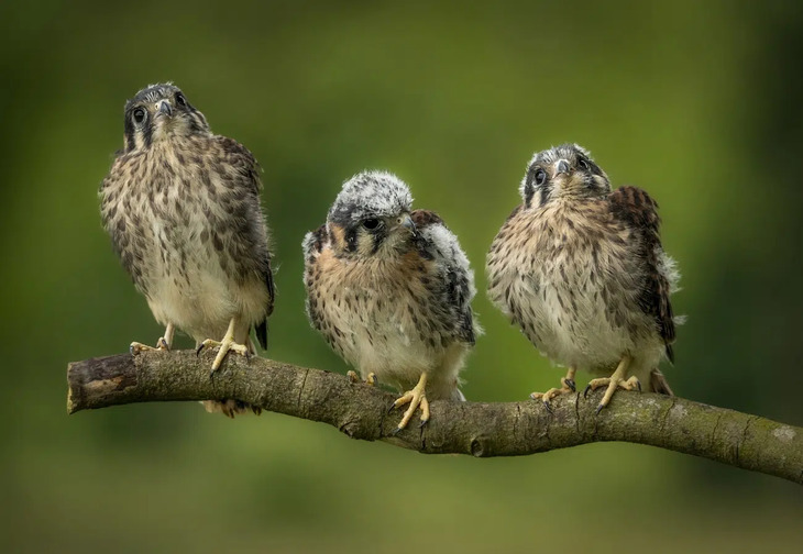 Fotografías De Aves