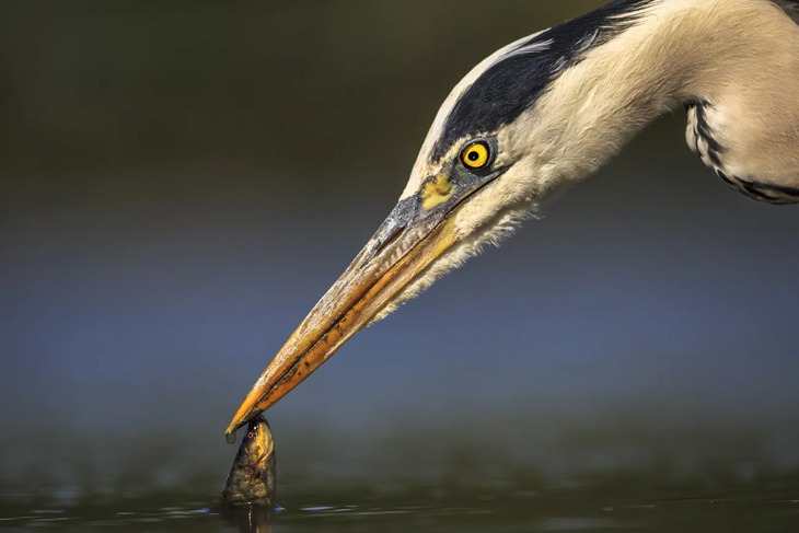 Fotografías De Aves