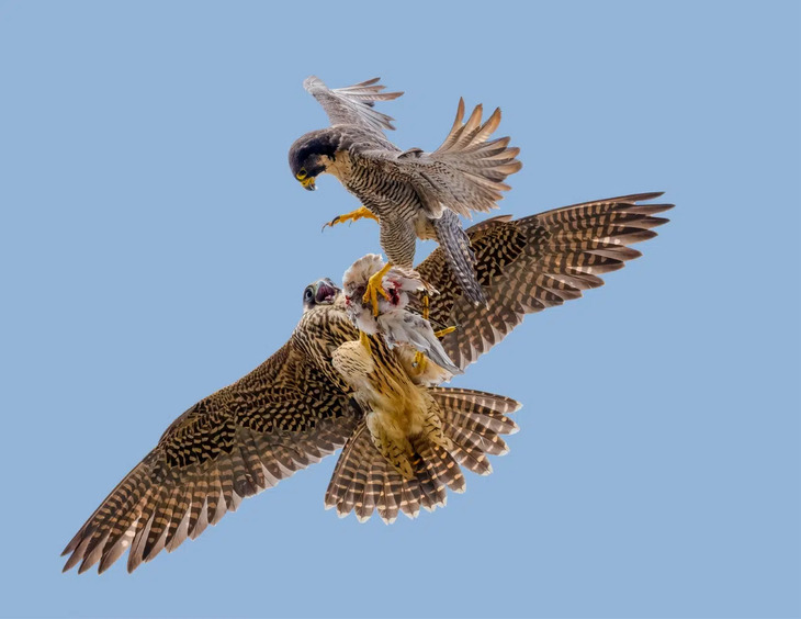 Fotografías De Aves