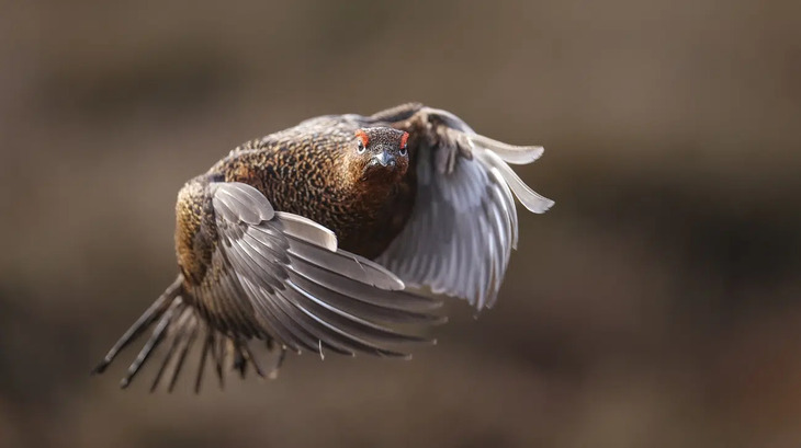 Fotografías De Aves