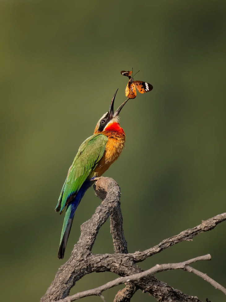 Fotografías De Aves