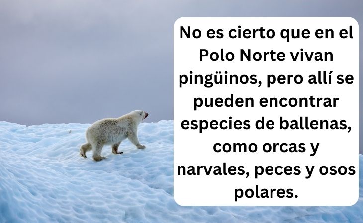 Datos Sobre El Polo Norte