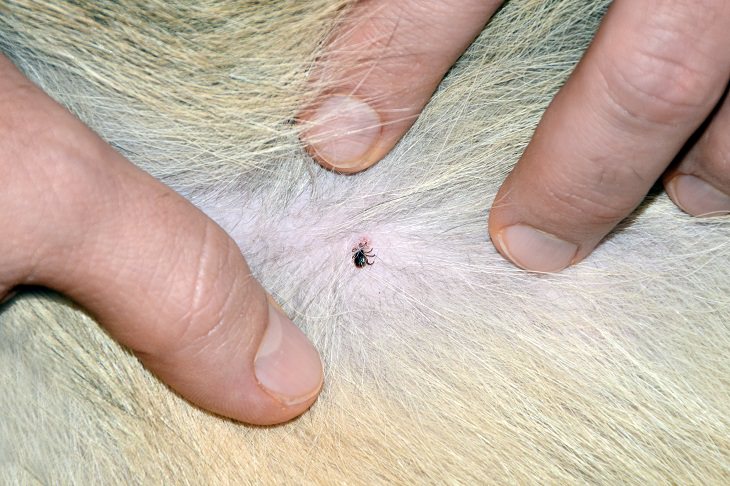 Cómo Quitarle Una Garrapata a Tu Mascota