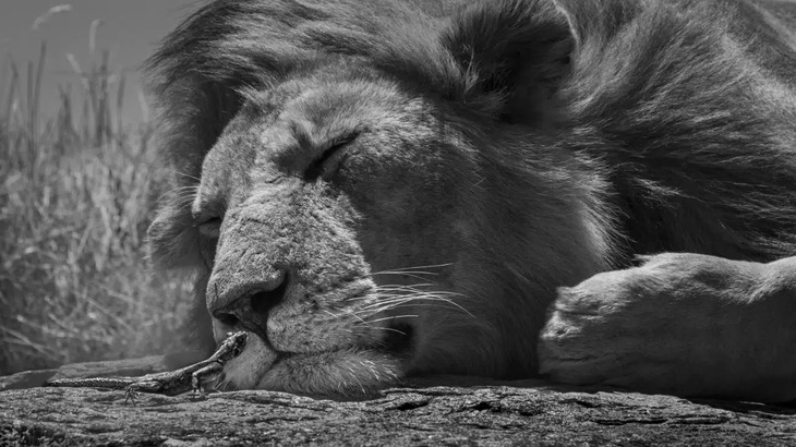 Premios De Fotografía De La Naturaleza 2025