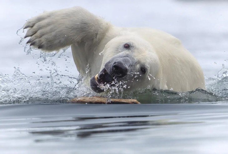 Premios De Fotografía De La Naturaleza 2025