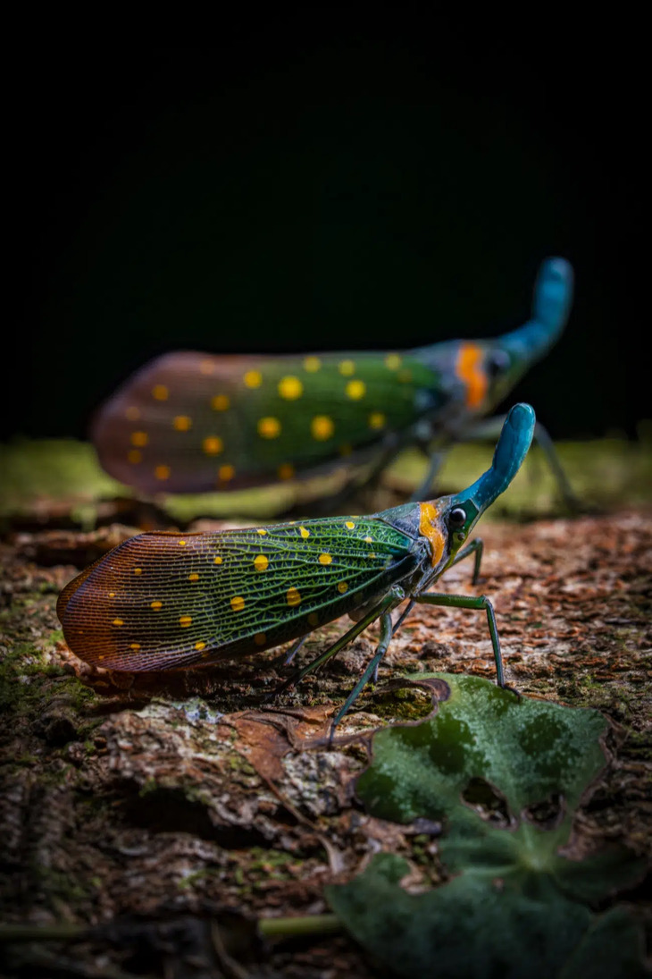 Premios De Fotografía De La Naturaleza 2025