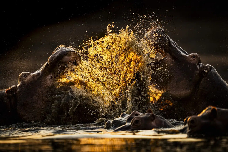 Premios De Fotografía De La Naturaleza 2025