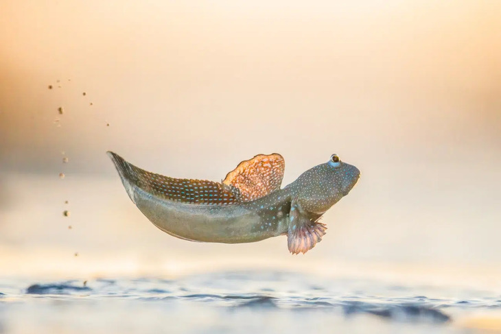 Premios De Fotografía De La Naturaleza 2025