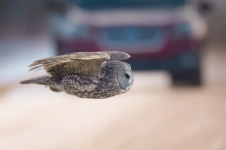 Premios De Fotografía De La Naturaleza 2025