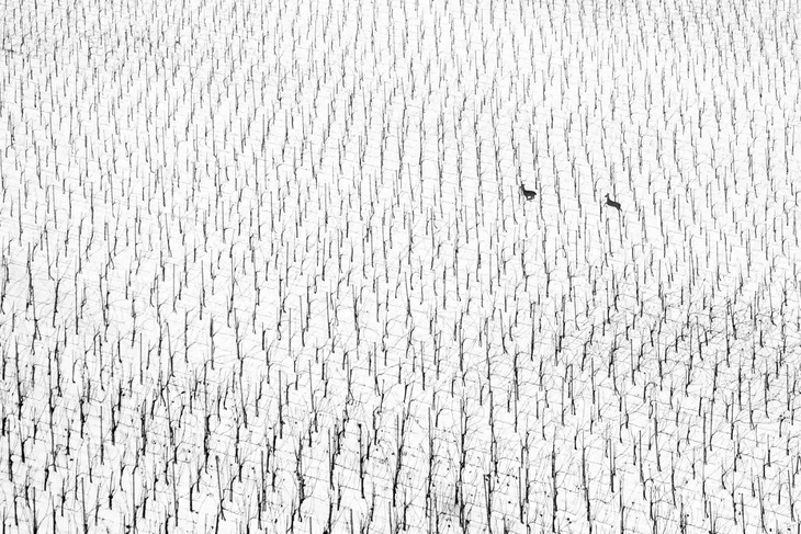 Premios De Fotografía De La Naturaleza 2025