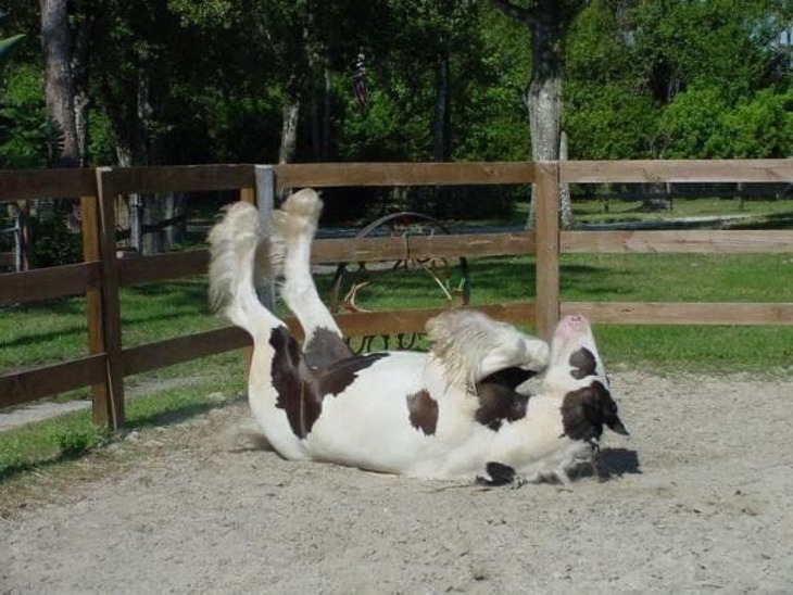 Caballos Divertidos