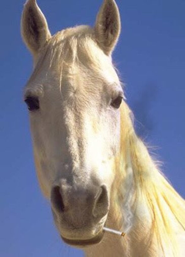 Caballos Divertidos