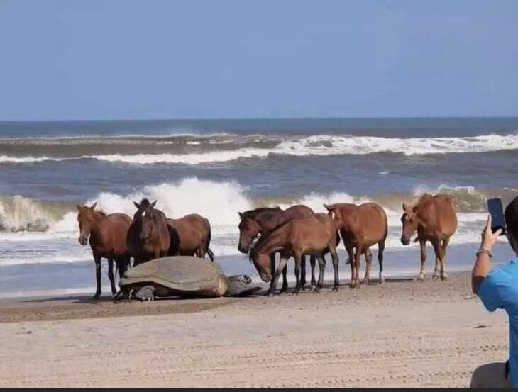 Caballos Divertidos