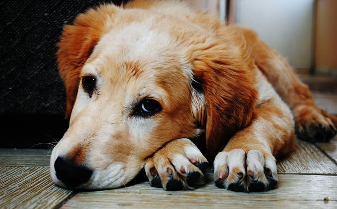 Prueba de regalo familiar: perro triste